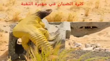 صحيفة المرصد – بالفيديو: انتشار الضبان داخل مقبرة بالخبر واتخاذها القبور جحورًا لها!